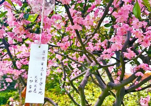  春树如有情 长似寄相思 郑州市举行2025年清明节节地生态葬活动